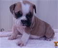 English Bulldog